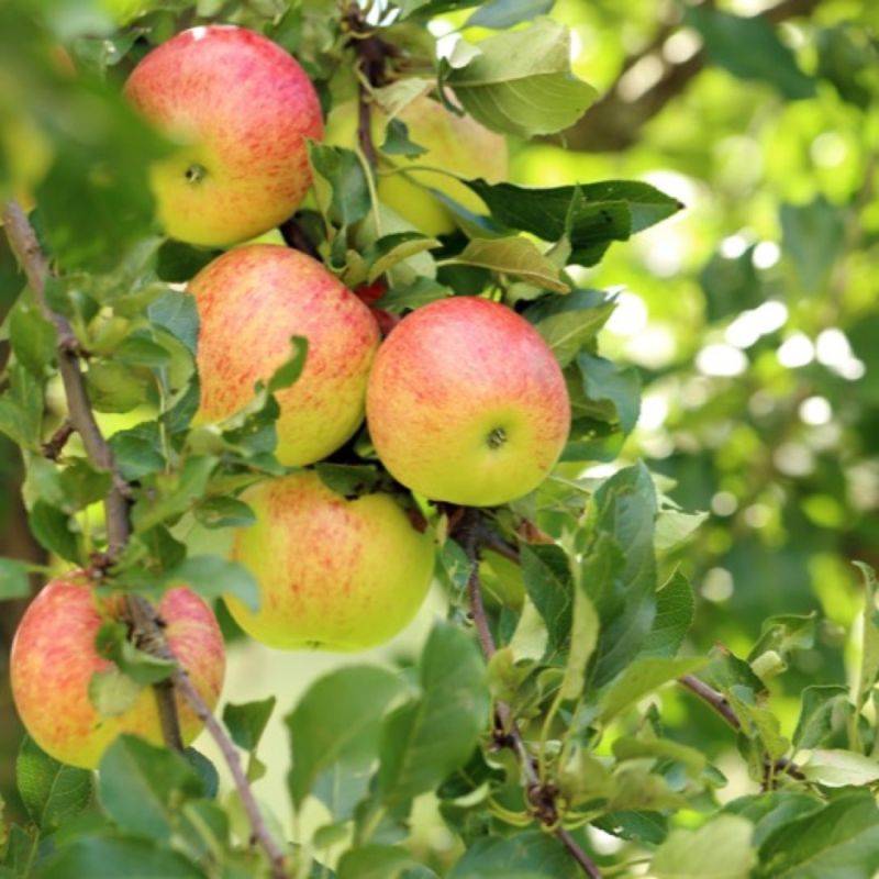 Pommier 'Elstar' (Malus domestica 'Elstar') - Scion de 80 à 100cm - Pépinières Naudet - Image 1