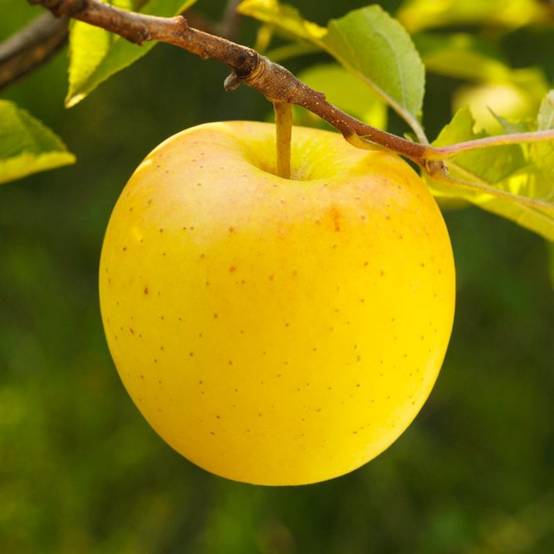 Pommier 'Golden Delicious' (Malus domestica 'Golden Delicious') - Scion de 80 à 100cm - Pépinières Naudet - Image 1