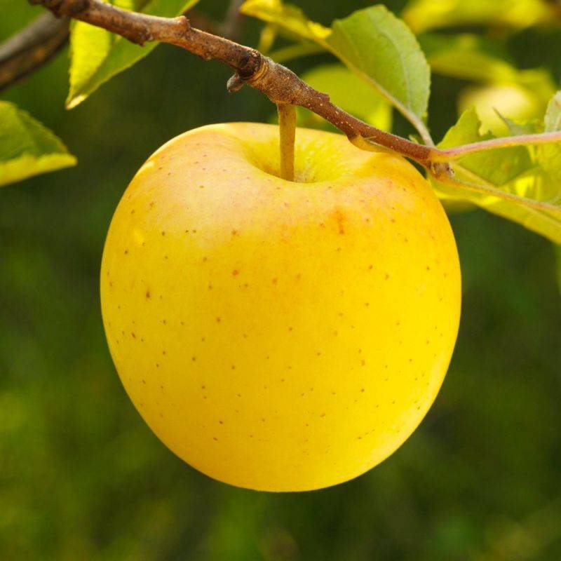 Pommier 'Golden Delicious' (Malus domestica 'Golden Delicious') - Scion de 80 à 100cm - Pépinières Naudet - Image 1