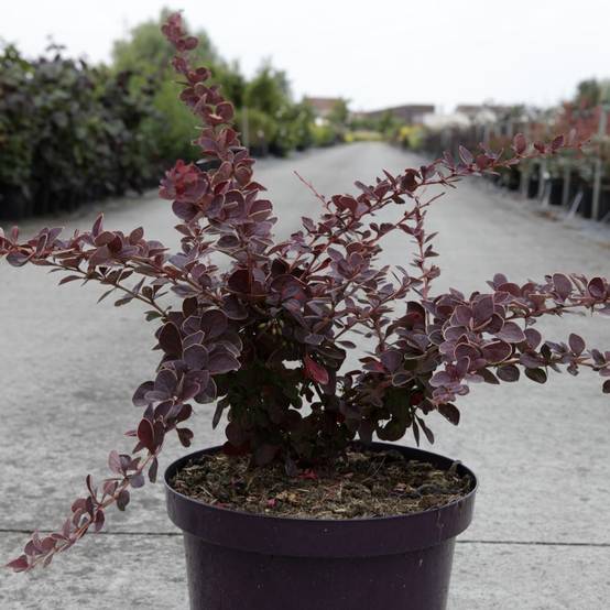 Berberis thunbergii Toscana Pot de 2L/3L - Image 1