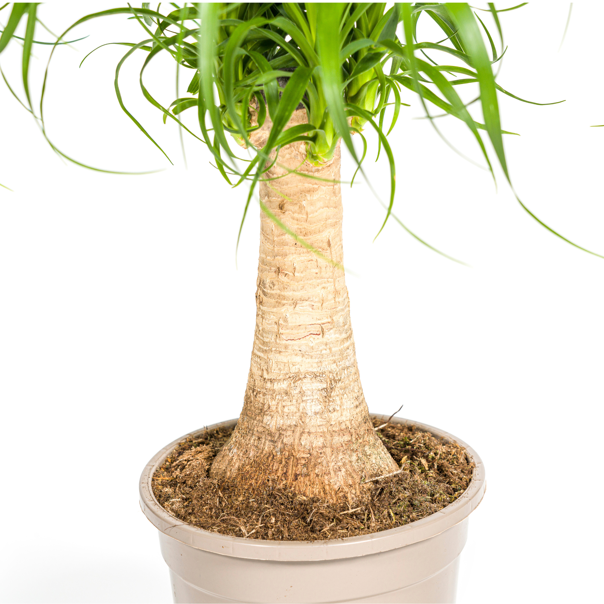 Beaucarnea Recurvata Tige Ø17 Cm - D17 H40cm - Image 4