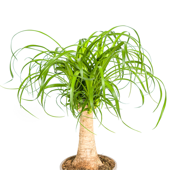 Beaucarnea Recurvata Tige Ø17 Cm - D17 H40cm - Image 3