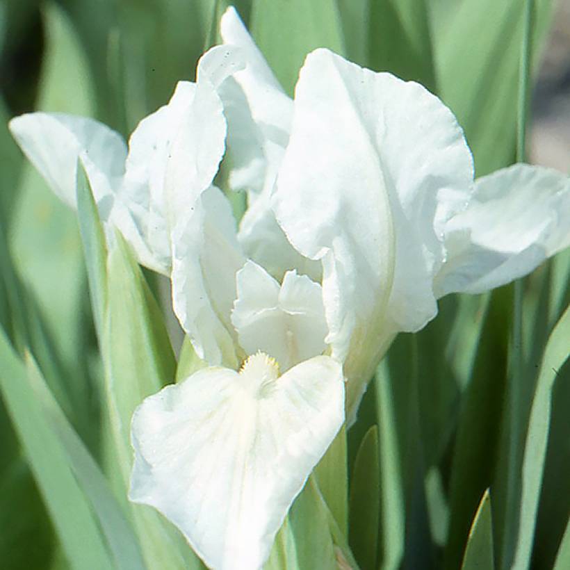 Iris pumila Crispy - Iris des Jardins nain ou miniature Godet de 8/9 cm