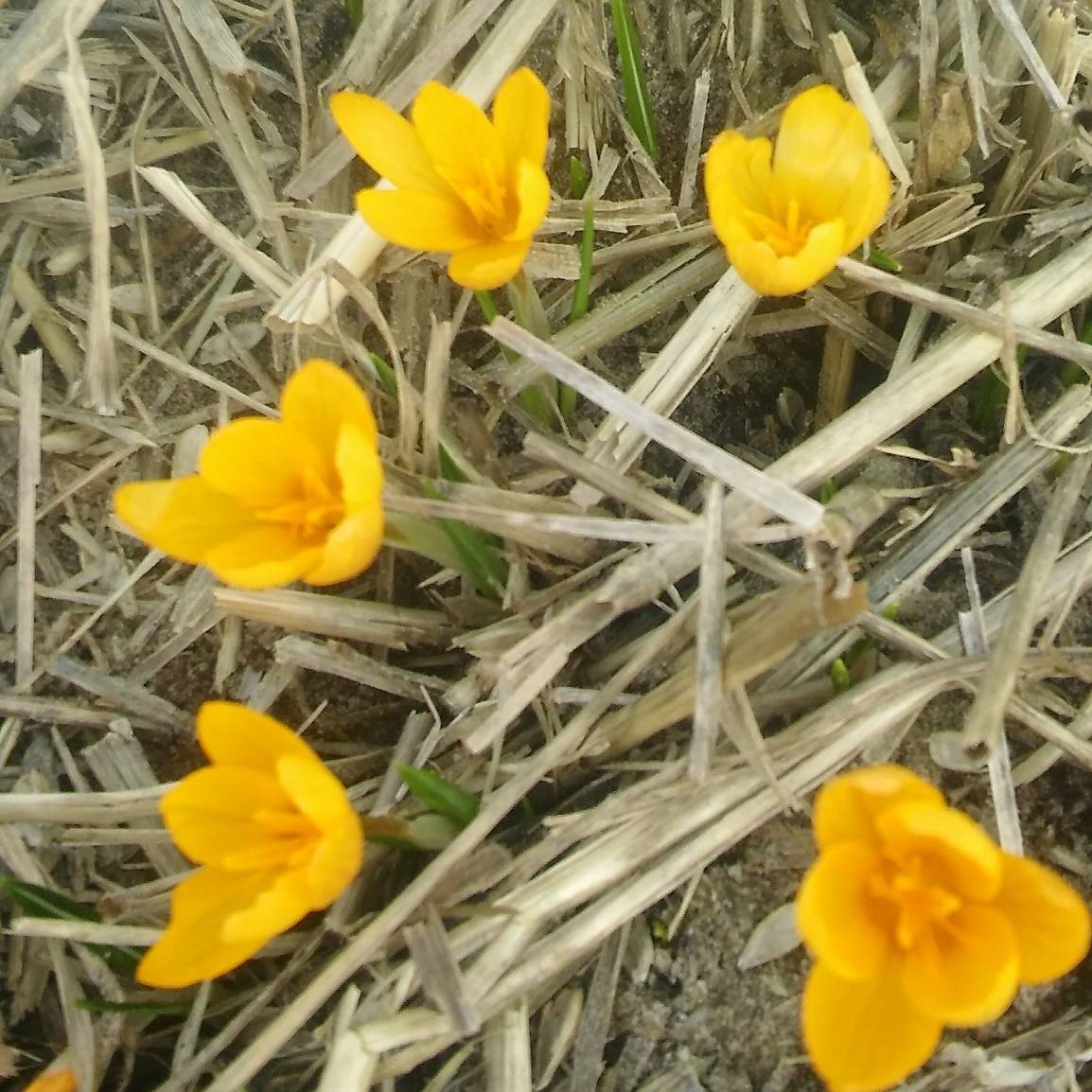 Promesse de Fleurs - Crocus vitellinus - Crocus botanique Bulbe calibre 5+ (par 5)
