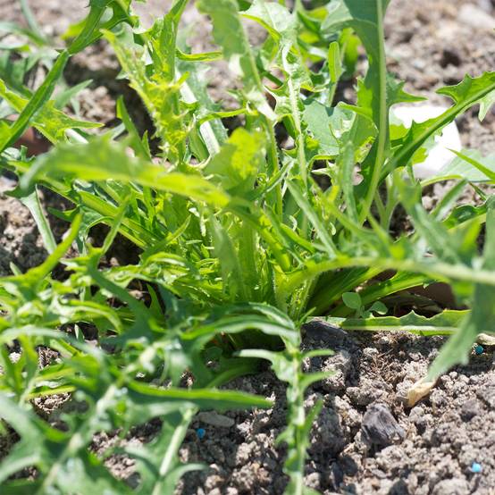 Promesse de Fleurs - Chicorée Catalogne Pissenlit Bio - Ferme de Sainte Marthe le sachet de 500 graines environ