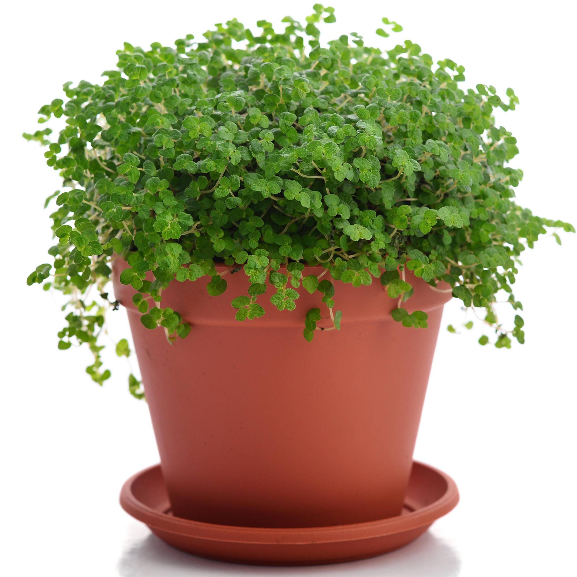 Gardenersdream - Soleirolia Helxine Vert Plante D'Intérieur | Hélixine De 20 À 30 Cm (Pot Inclus) - GardenersDream - Image 1