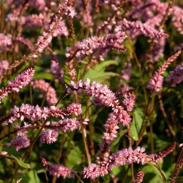 Renouée - Persicaria amplexicaulis Pink Elephant Pot de 1,5L/2L