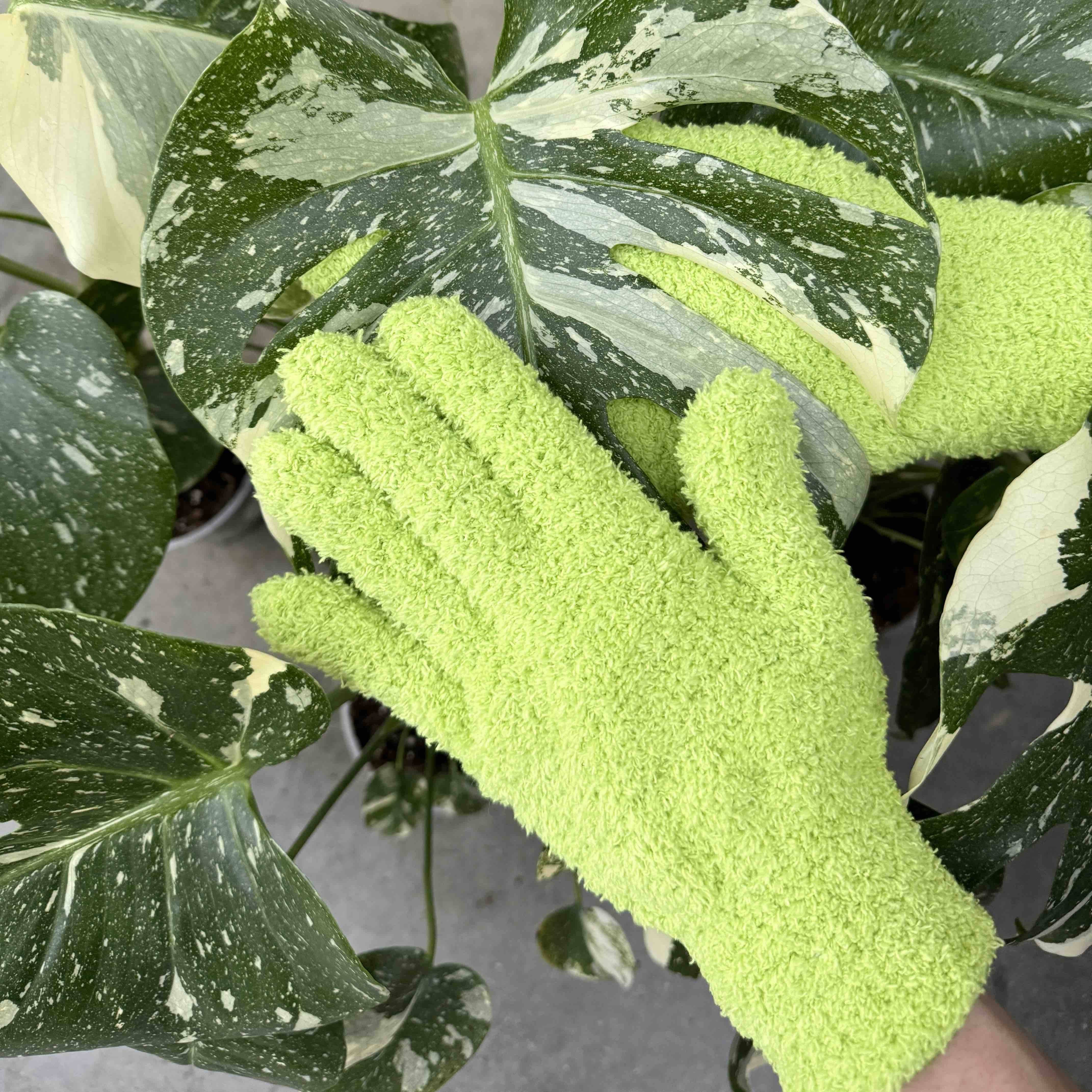 Pack Soin des Plantes Routine complète - Pulvérisateur 250ml + Savon noir concentré + Paire de Gants de Nettoyage - Mint - Image 8