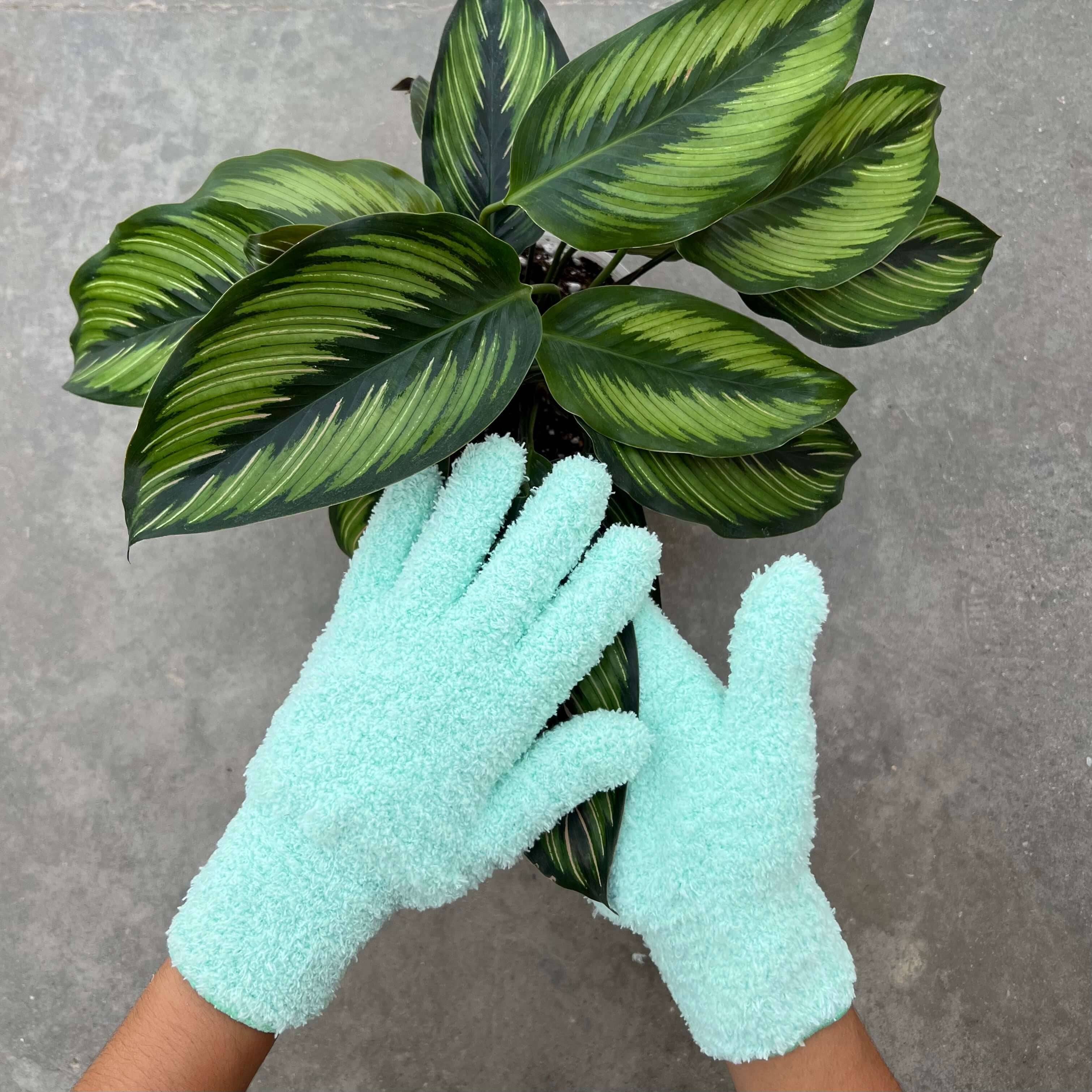 Pack Soin des Plantes Routine complète - Pulvérisateur 250ml + Savon noir concentré + Paire de Gants de Nettoyage - Mint - Image 6