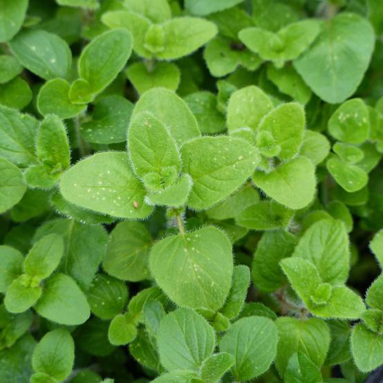 Origan - Marjolaine vivace en plant BIO Godet de 8/9 cm