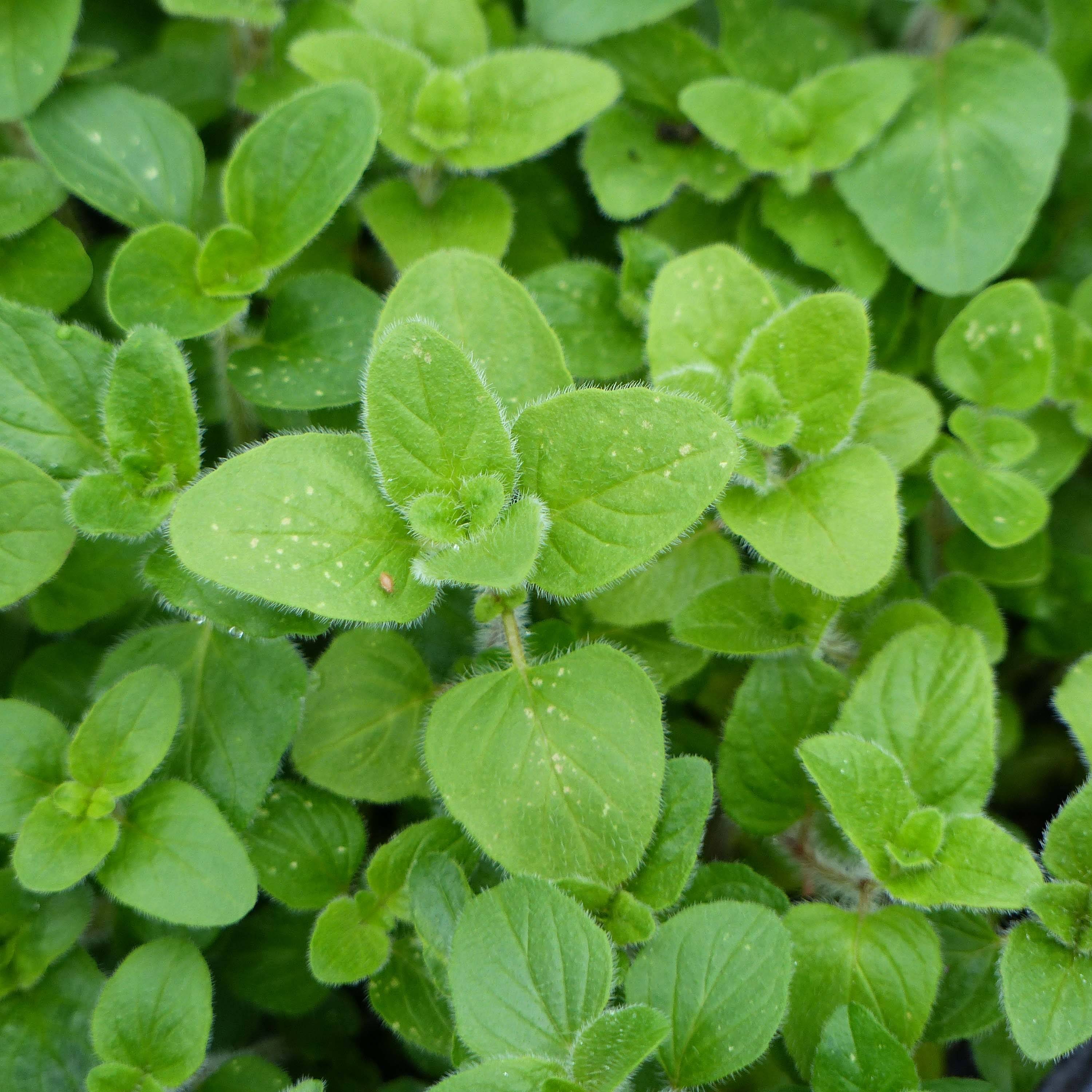 Origan - Marjolaine vivace en plant BIO Godet de 8/9 cm