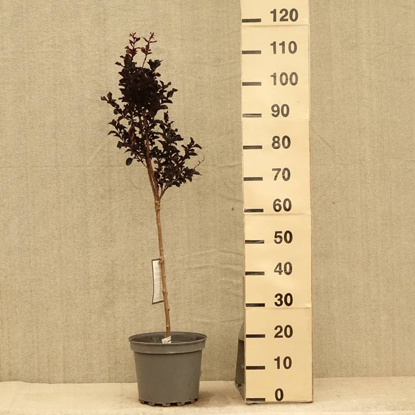 Lagerstroemia indica Black Diamond Lavender Lace - Lilas des Indes Pot de 7,5L/10L, Demi-Tige - Image 2