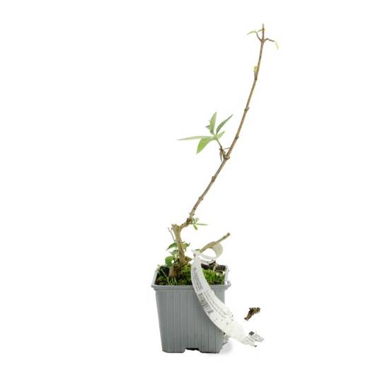 Arbre aux papillons 'Sungold' (Buddleja x weyeriana 'Sungold') - Godet 9cm - Pépinières Naudet - Image 2