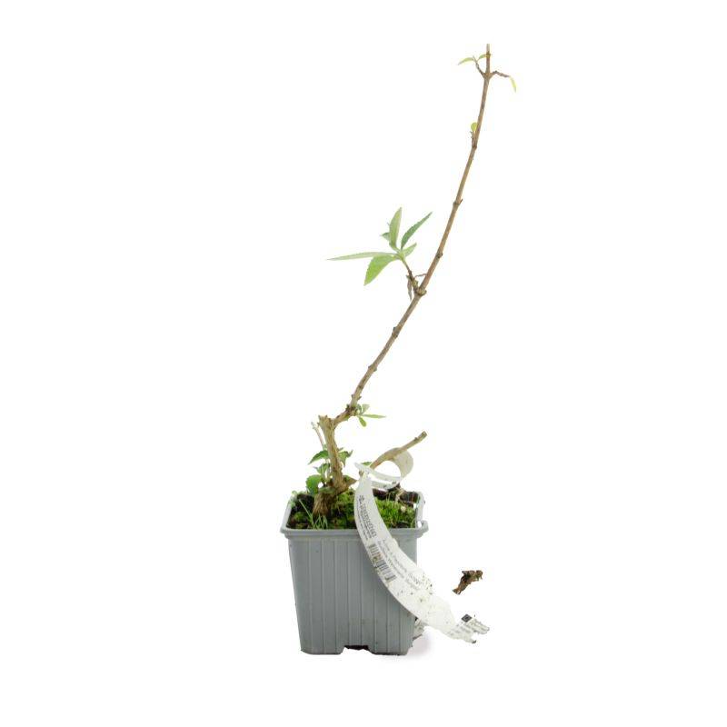Arbre aux papillons 'Sungold' (Buddleja x weyeriana 'Sungold') - Godet 9cm - Pépinières Naudet - Image 2