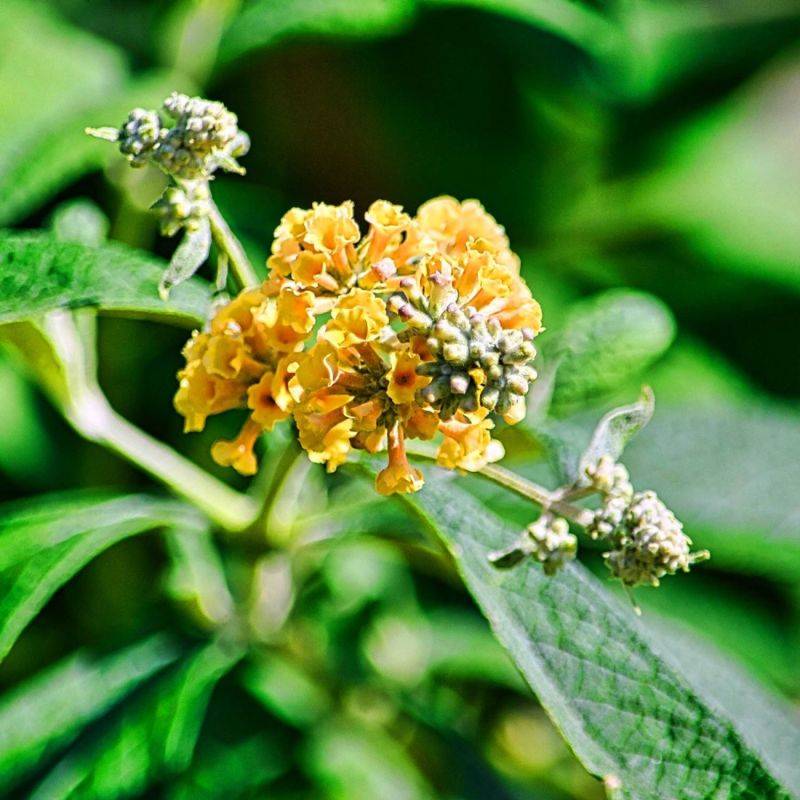 Arbre aux papillons 'Sungold' (Buddleja x weyeriana 'Sungold') - Godet 9cm - Pépinières Naudet - Image 1