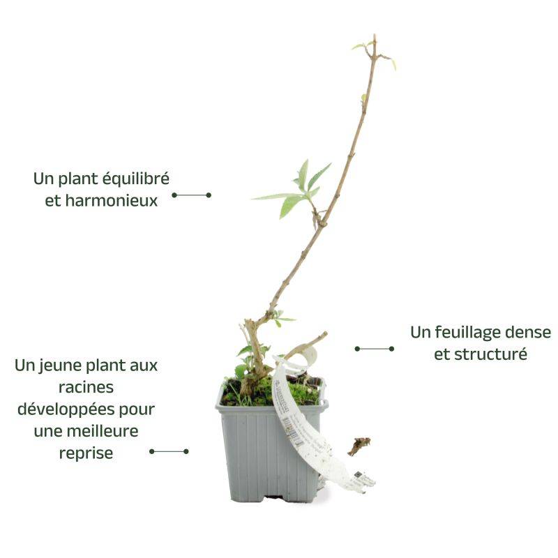 Arbre aux papillons 'Sungold' (Buddleja x weyeriana 'Sungold') - Godet 9cm - Pépinières Naudet - Image 3