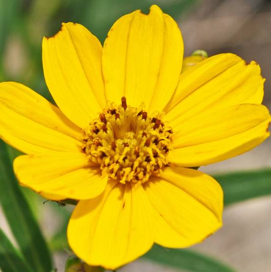 Coreopsis palmata Godet de 8/9 cm