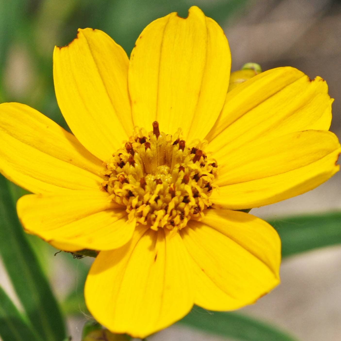 Coreopsis palmata Godet de 8/9 cm