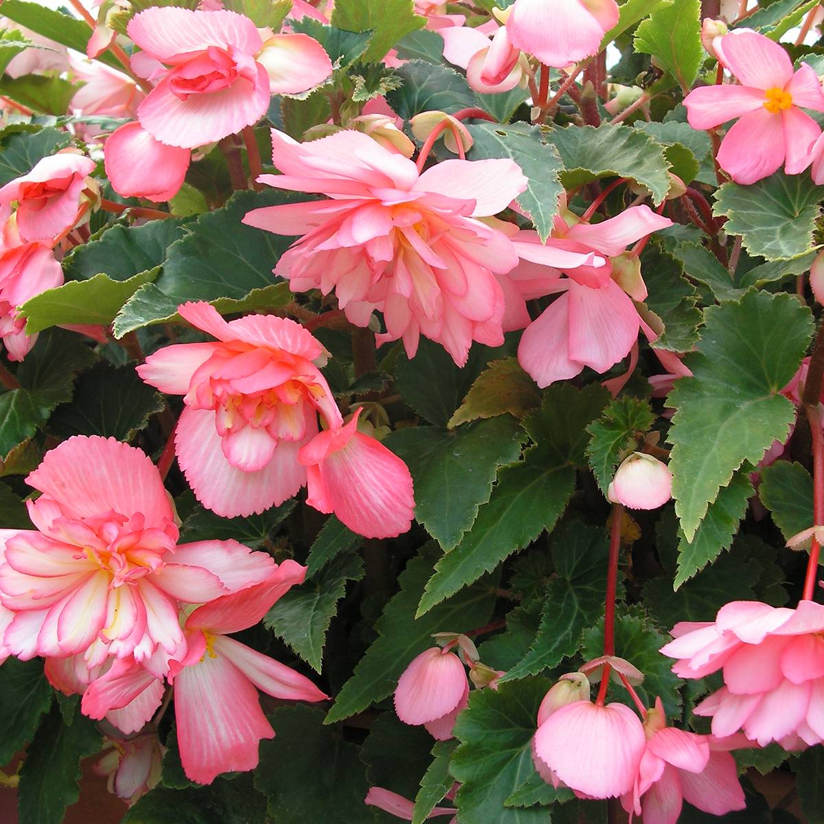 Promesse de Fleurs - Graines de Bégonia retombant Chanson Pink and White Bicolor - Begonia x tuberhybrida pendula le sachet de 30 graines environ