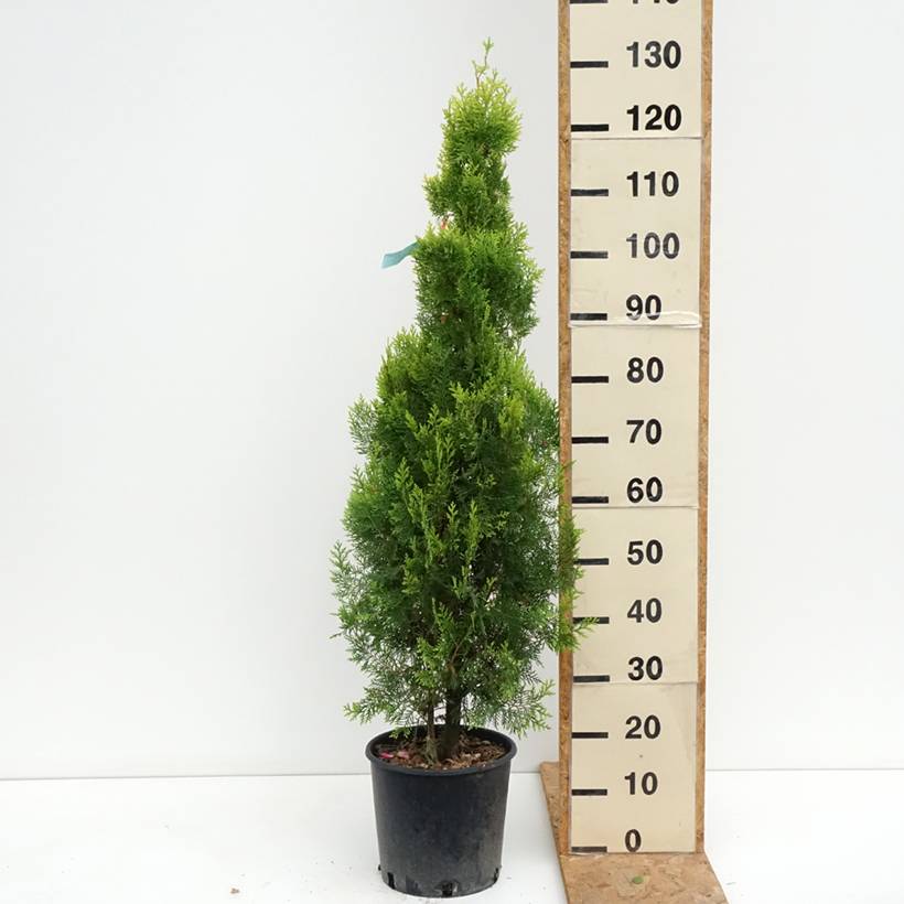 Thuya d'Orient - Thuja orientalis Pyramidalis Aurea Pot de 7,5L/10L - Image 2