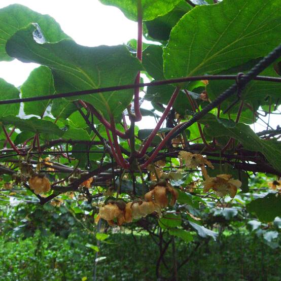 Kiwi Golden Delight (mâle) - Actinidia deliciosa Pot de 1,5L/2L