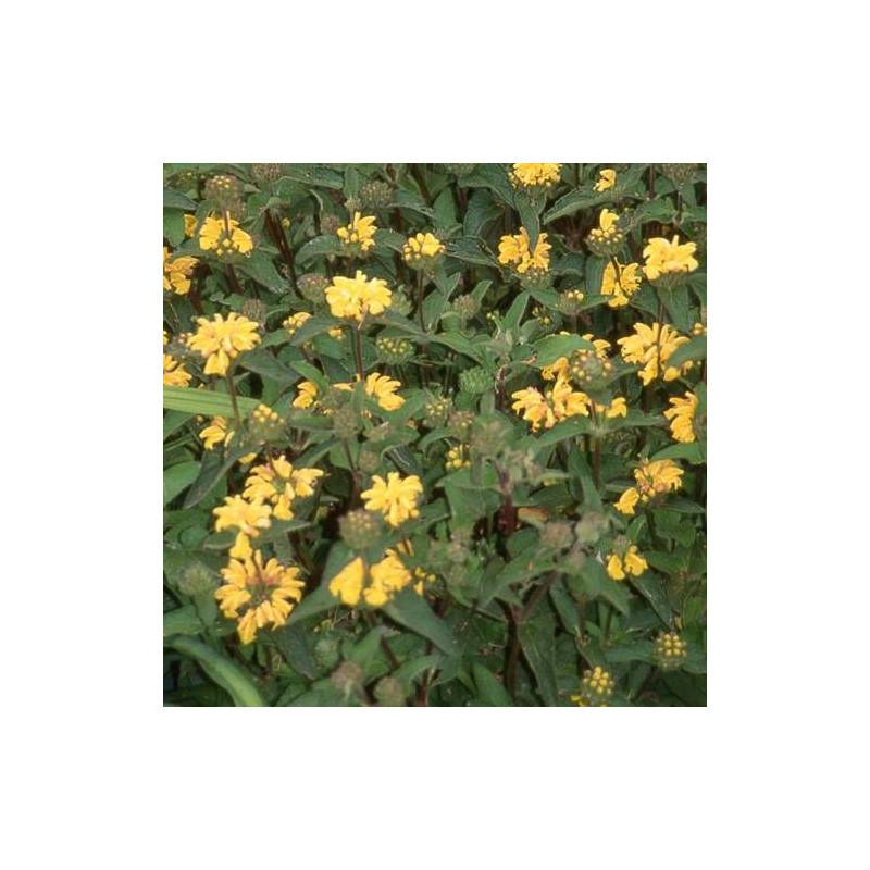 Sauge de Jérusalem de Russell à fleurs Jaune/ - feuillage Persistant - Lot de 3 godets - Image 1