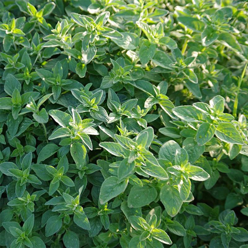 Marjolaine annuelle - Origanum majorana le sachet de 2400 graines environ (0,7g)