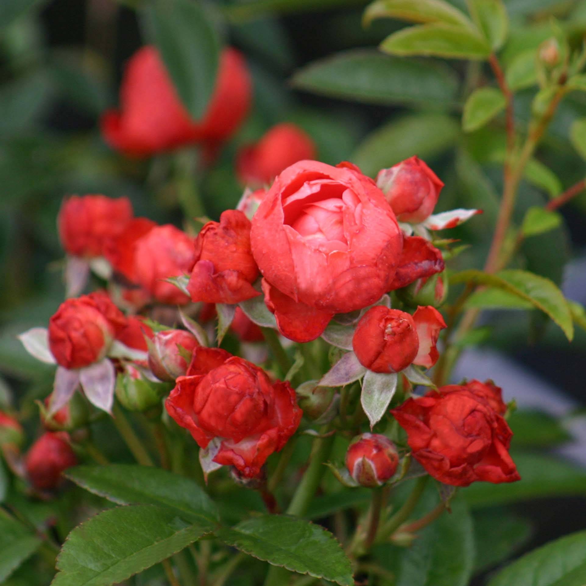 Promesse de Fleurs - Rosier nain ou miniature Fête des Pères  Pot de 3L/4L