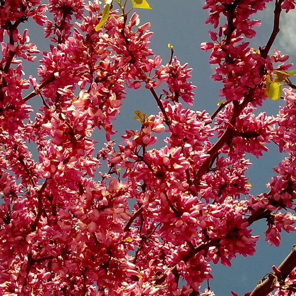 Cercis du Canada Appalachian Red, Arbre de Judée, Gainier du Canada à fleurs Rouge - feuillage Caduc - Pot de 15L - Baliveau-  hauteur à maturité De 3 - Image 1