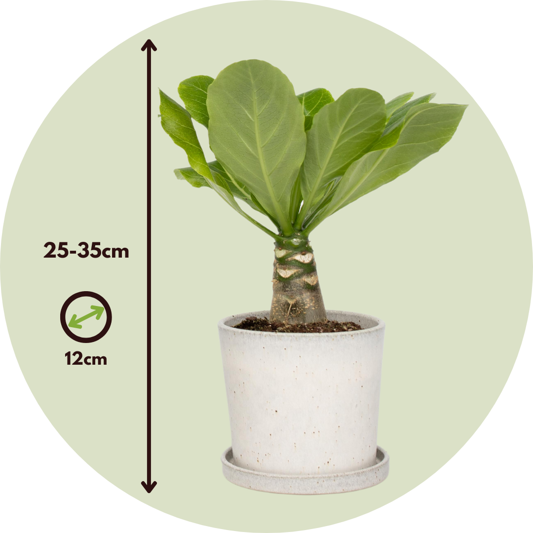 Plant In A Box - Palmier hawaïen - Set de 2 - Brighamia 'Insignis' - Hauteur 25-35cm - ⌀12cm - Image 6