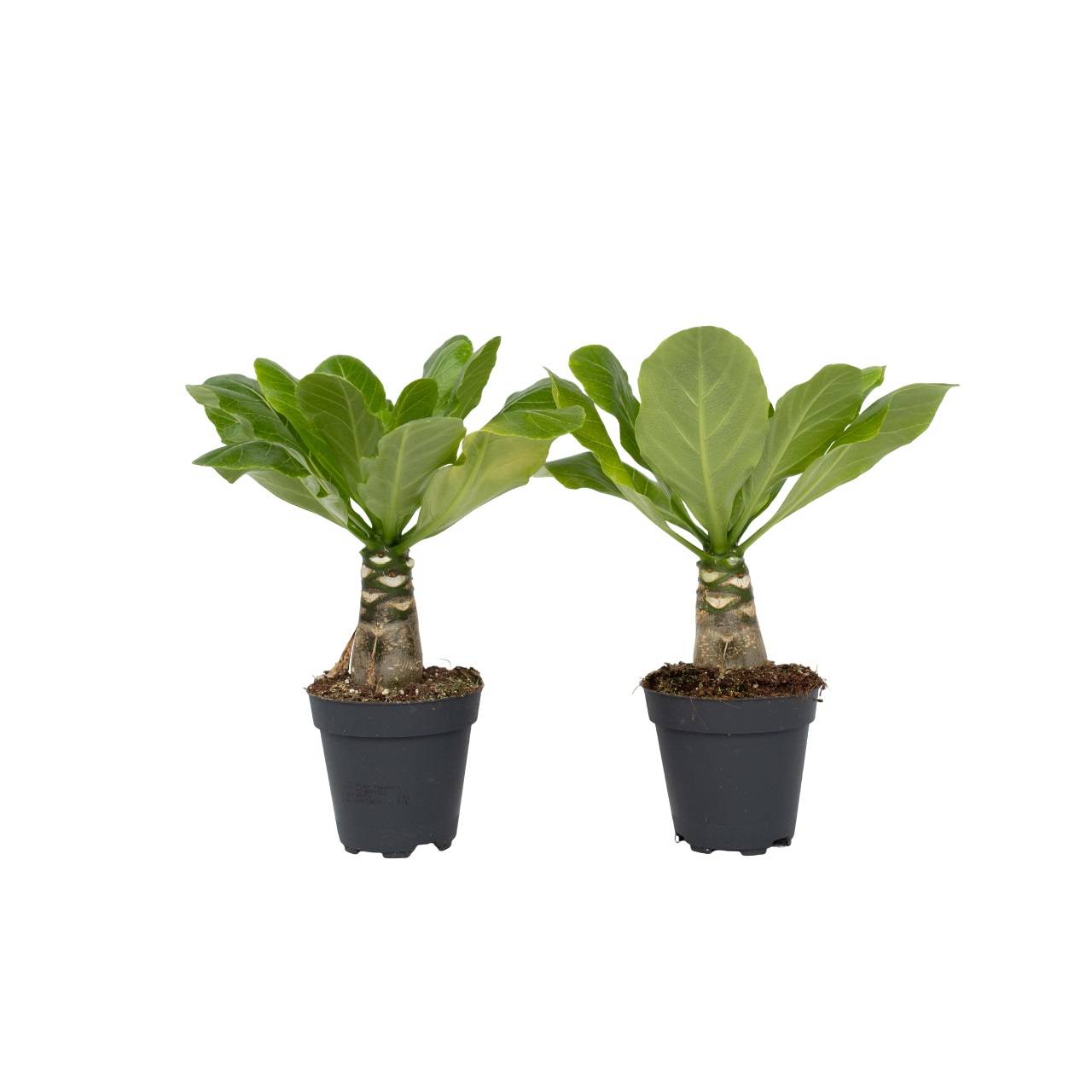 Plant In A Box - Palmier hawaïen - Set de 2 - Brighamia 'Insignis' - Hauteur 25-35cm - ⌀12cm