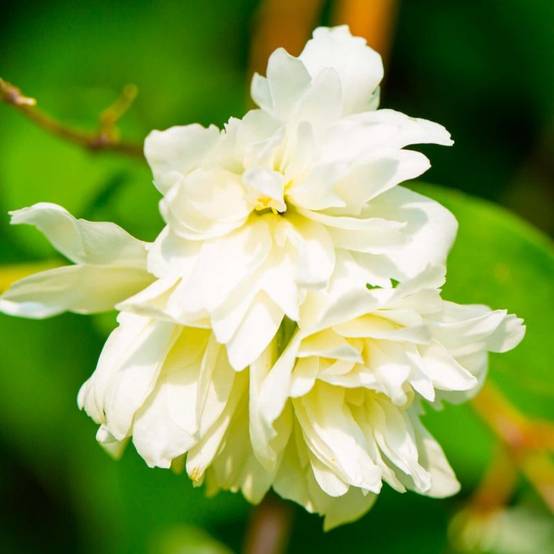Seringat 'Minnesota Snowflake' (Philadelphus x virginalis 'Minnesota Snowflake') - Godet - Taille 10cm - Pépinières Naudet