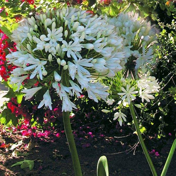 Agapanthe White Heaven Pot de 2L/3L