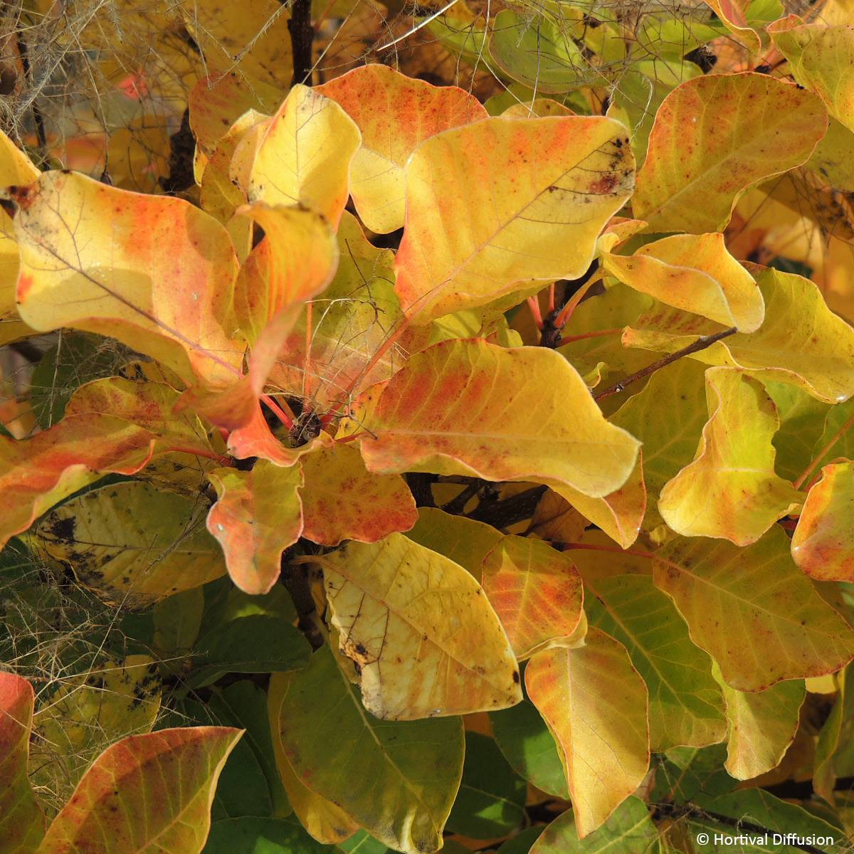 Cotinus coggygria Lemon Lady - Arbre à perruques Pot de 2L/3L