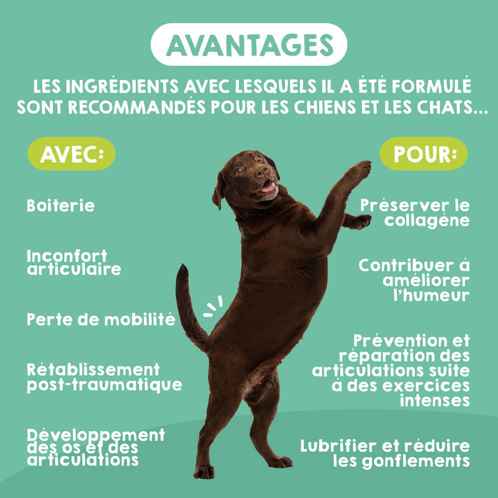 Complément Anti Arthrose pour Chien de Moyenne et Grand Taille - 120 Comprimés - MAIKAI - Image 3