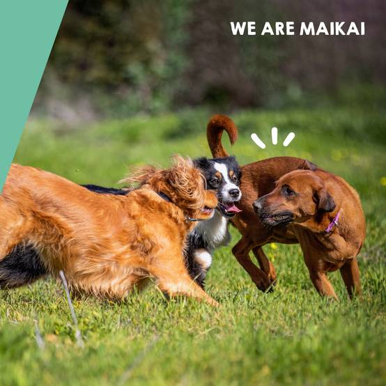 Complément Anti Arthrose pour Chien de Moyenne et Grand Taille - 120 Comprimés - MAIKAI - Image 7