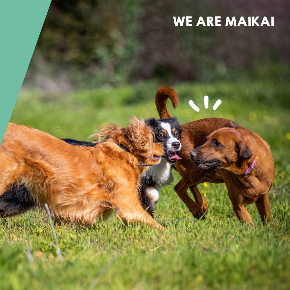 Complément Anti Arthrose pour Chien de Moyenne et Grand Taille - 120 Comprimés - MAIKAI - Image 7
