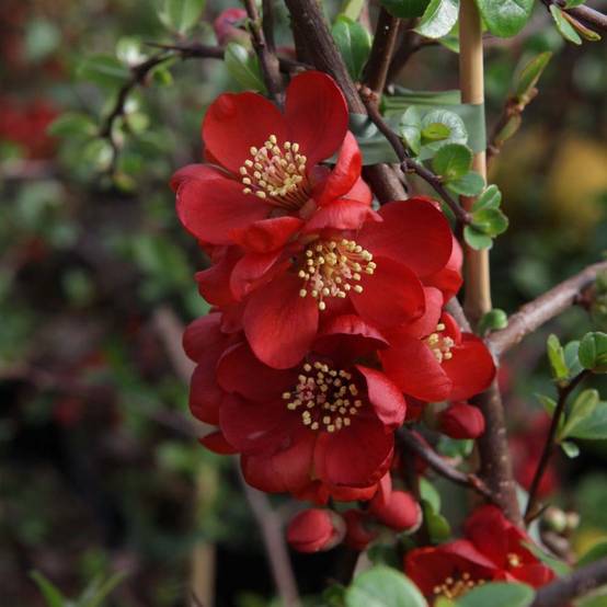 Promesse de Fleurs - Cognassier du Japon - Chaenomeles x superba Elly Mossel Pot de 2L/3L - Image 1