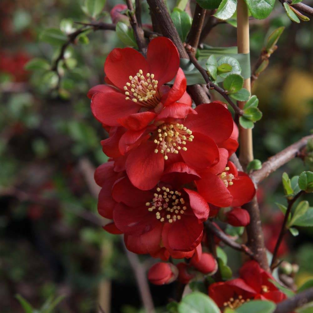 Promesse de Fleurs - Cognassier du Japon - Chaenomeles x superba Elly Mossel Pot de 2L/3L - Image 1