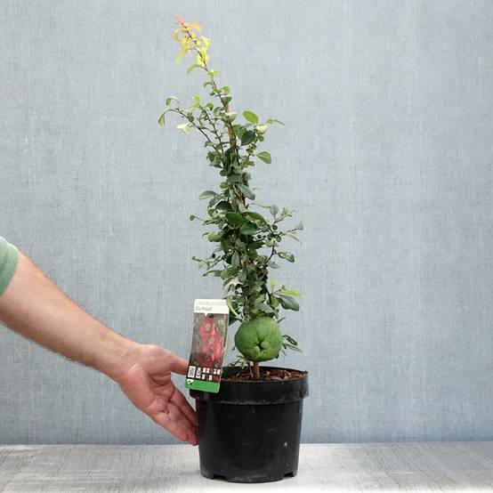 Promesse de Fleurs - Cognassier du Japon - Chaenomeles x superba Elly Mossel Pot de 2L/3L - Image 2