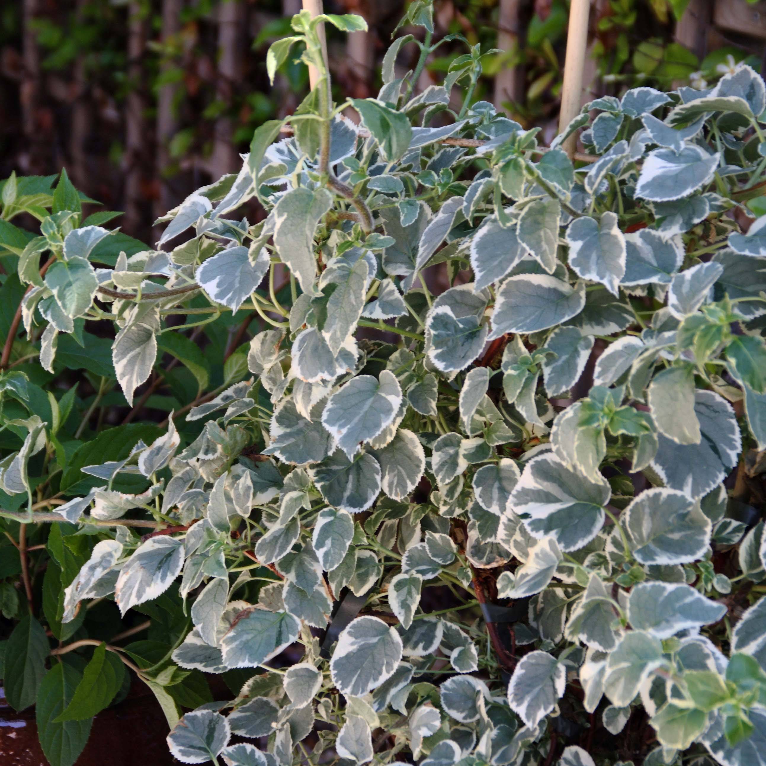 Hortensia grimpant - Hydrangea petiolaris Silver Lining Pot de 2L/3L