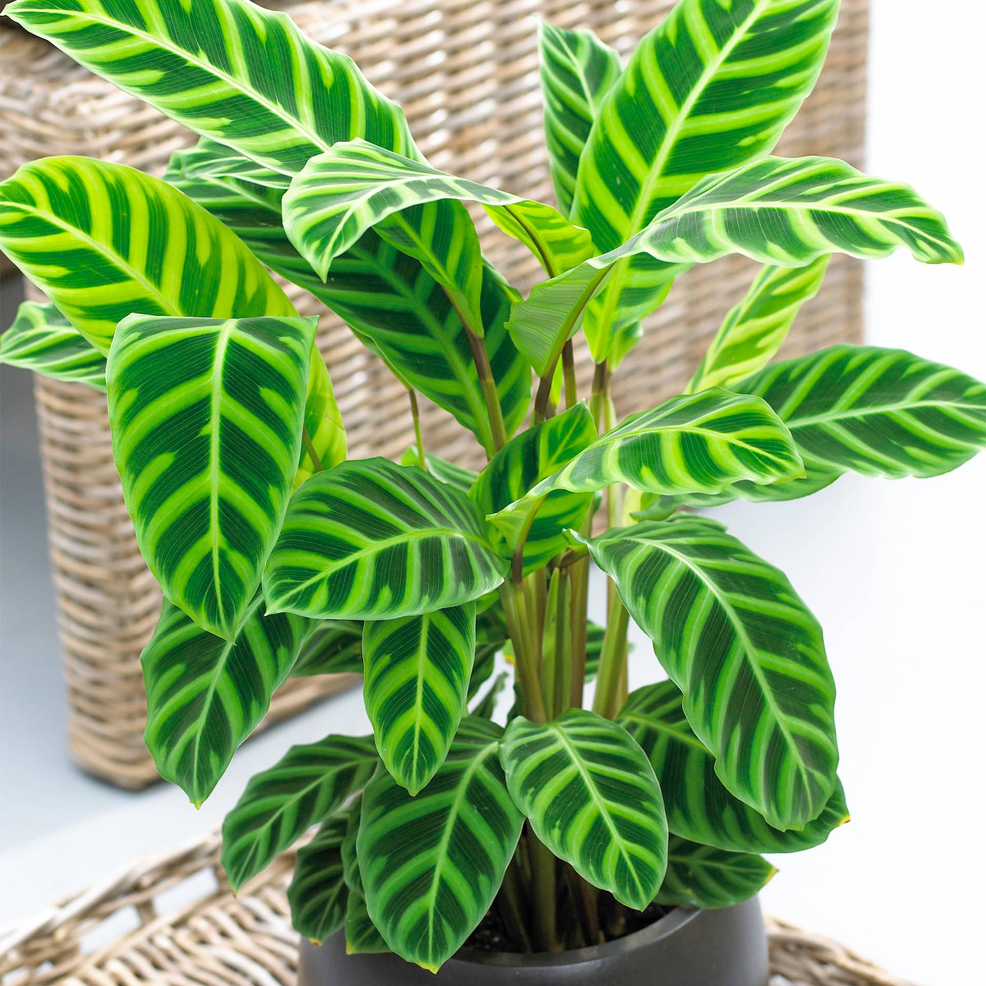 Gardenersdream - Calathea Zebrina | Plante D'Intérieur Ornementale | Plante En Pot 30-40 Cm - GardenersDream - Image 1