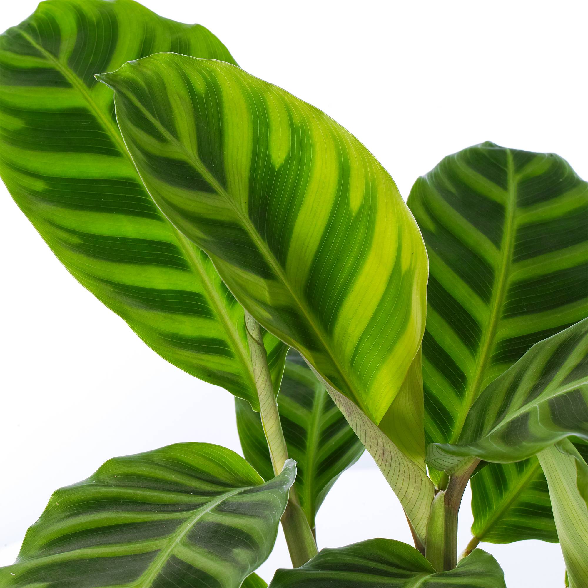 Gardenersdream - Calathea Zebrina | Plante D'Intérieur Ornementale | Plante En Pot 30-40 Cm - GardenersDream - Image 3