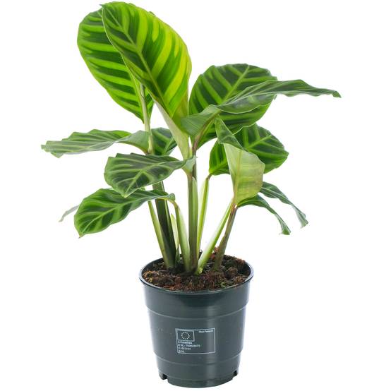 Gardenersdream - Calathea Zebrina | Plante D'Intérieur Ornementale | Plante En Pot 30-40 Cm - GardenersDream - Image 2