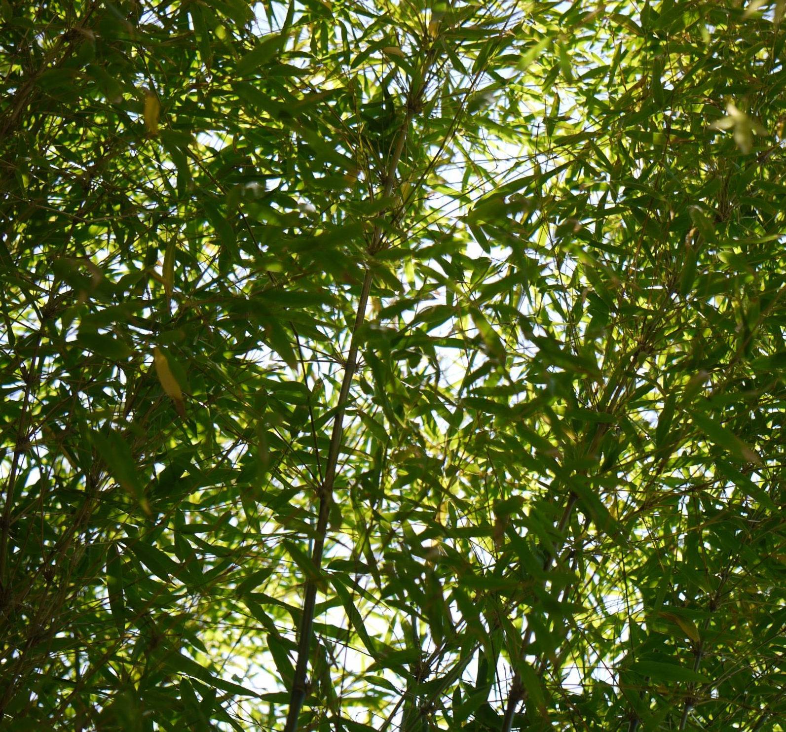 0 - Fargesia angustissima (Bambou non traçant) Pot 10 Litres - 100/120cm - 6/10 cannes - Image 2
