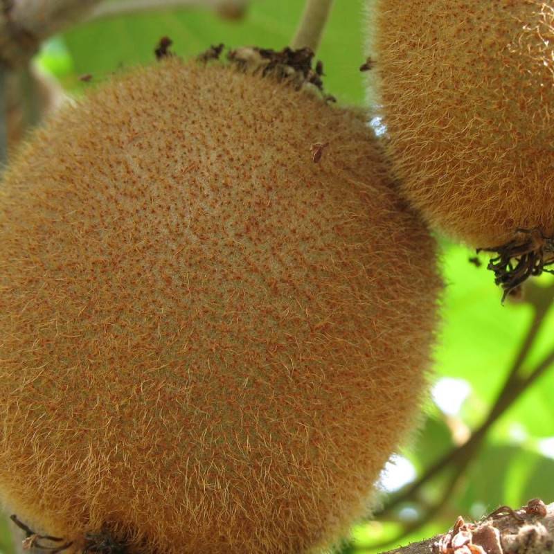 Kiwi Bruno (Femelle) à fleurs Blanche - feuillage Caduc - Godet - 5/20 cm-  hauteur à maturité De 3,00 m à 5,00 m - Image 7