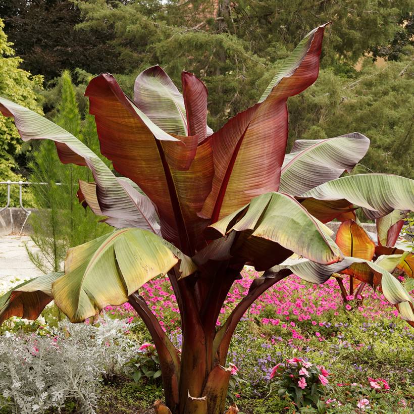 Ensete ventricosum Maurelii - Bananier rouge d'Abyssinie Pot de 2L/3L - Image 1