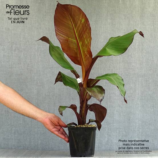 Ensete ventricosum Maurelii - Bananier rouge d'Abyssinie Pot de 2L/3L - Image 2