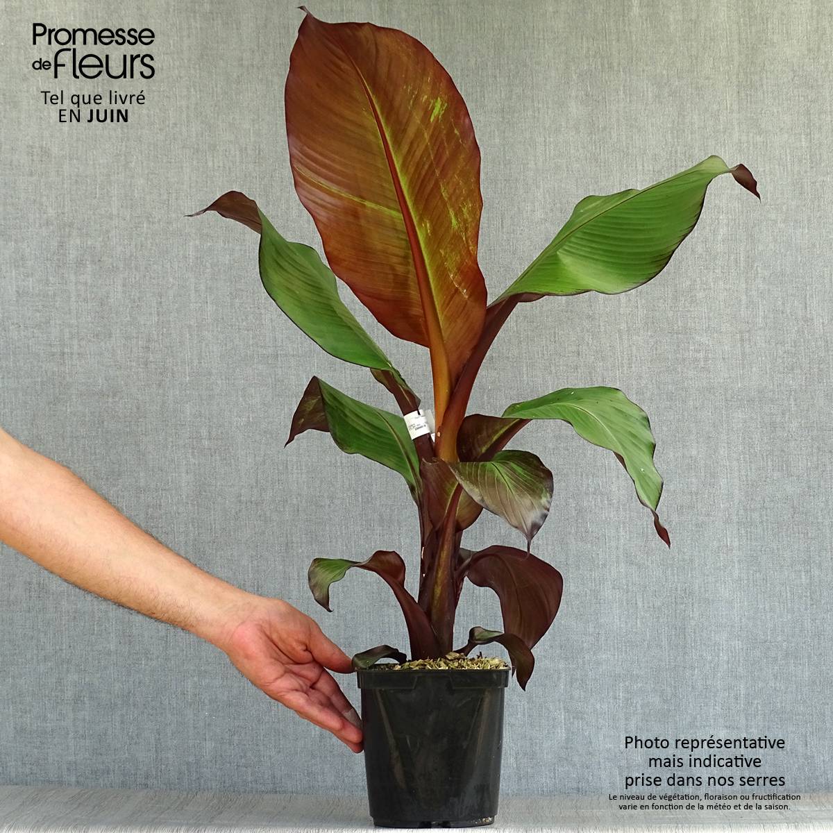 Ensete ventricosum Maurelii - Bananier rouge d'Abyssinie Pot de 2L/3L - Image 2