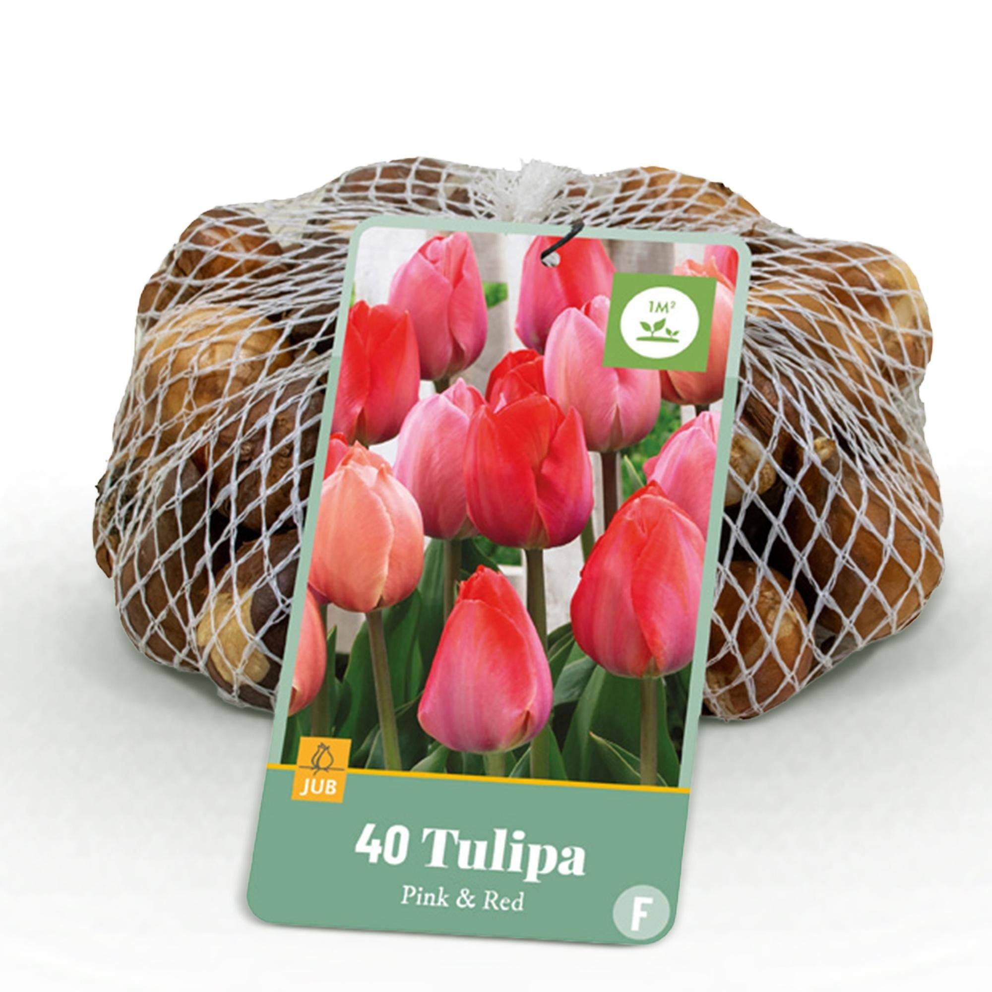 La Green Touch - Tulipe (Tulipa) 'Pink-Red' - Image 1